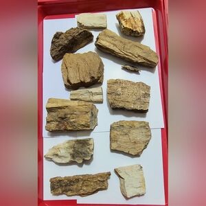 Petrified Wood is very hard as rock fossil